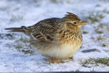 Skylark 